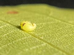 Caryomyia eumaris by (c) Emily Summerbell, some rights reserved (CC BY), uploaded by Emily Summerbell. Used under a CC-BY license.