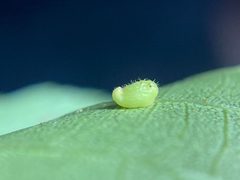 Caryomyia eumaris by (c) Emily Summerbell, some rights reserved (CC BY), uploaded by Emily Summerbell. Used under a CC-BY license.