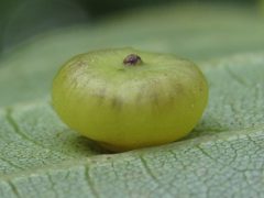 Caryomyia inflata by (c) Theo Rickert, some rights reserved (CC BY), uploaded by Theo Rickert. Used under a CC-BY license.