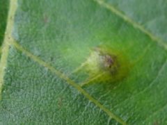 Caryomyia inflata by (c) Theo Rickert, some rights reserved (CC BY), uploaded by Theo Rickert. Used under a CC-BY license.