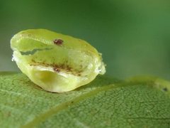 Caryomyia inflata by (c) Theo Rickert, some rights reserved (CC BY), uploaded by Theo Rickert. Used under a CC-BY license.