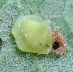 Caryomyia marginata by no rights reserved, uploaded by Adam Kranz. Used under a CC0 license.