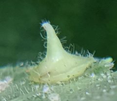 Caryomyia marginata by no rights reserved, uploaded by Adam Kranz. Used under a CC0 license.
