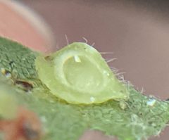 Caryomyia marginata by no rights reserved, uploaded by Adam Kranz. Used under a CC0 license.