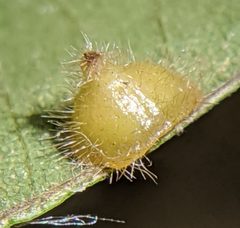 Caryomyia marginata by no rights reserved, uploaded by Adam Kranz. Used under a CC0 license.