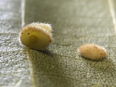 Caryomyia persicoides by (c) Emily Summerbell, some rights reserved (CC BY), uploaded by Emily Summerbell. Used under a CC-BY license.
