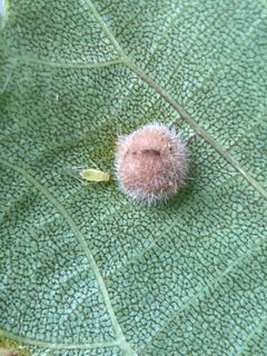Caryomyia purpurea by (c) Emily Summerbell, some rights reserved (CC BY), uploaded by Emily Summerbell. Used under a CC-BY license.