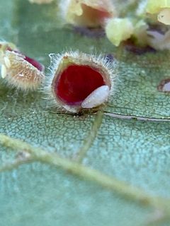 Caryomyia purpurea by (c) Emily Summerbell, some rights reserved (CC BY), uploaded by Emily Summerbell. Used under a CC-BY license.