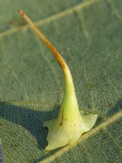 Caryomyia stellata by (c) Theo Rickert, some rights reserved (CC BY), uploaded by Theo Rickert. Used under a CC-BY license.