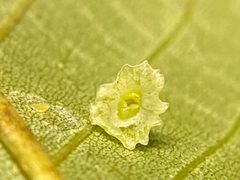 Caryomyia stellata by (c) Emily Summerbell, some rights reserved (CC BY), uploaded by Emily Summerbell. Used under a CC-BY license.