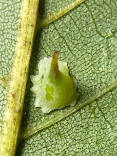 Caryomyia stellata by (c) Emily Summerbell, some rights reserved (CC BY), uploaded by Emily Summerbell. Used under a CC-BY license.