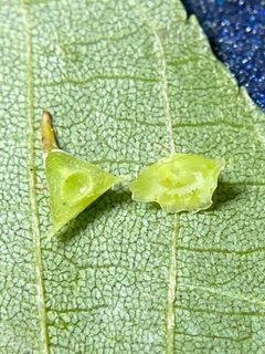 Caryomyia stellata by (c) Emily Summerbell, some rights reserved (CC BY), uploaded by Emily Summerbell. Used under a CC-BY license.
