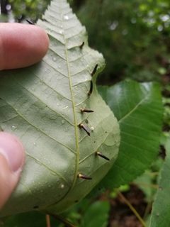 Caryomyia subulata by no rights reserved, uploaded by Kevin Keegan. Used under a CC0 license.
