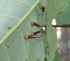 Caryomyia subulata by (c) jfox16, some rights reserved (CC BY), uploaded by jfox16. Used under a CC-BY license.
