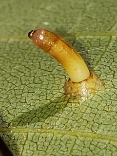 Caryomyia tubicola by (c) Mark Richman, some rights reserved (CC BY), uploaded by Mark Richman. Used under a CC-BY license.