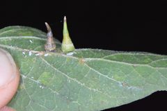 Celticecis subulata by (c) Dan Johnson, some rights reserved (CC BY), uploaded by Dan Johnson. Used under a CC-BY license.