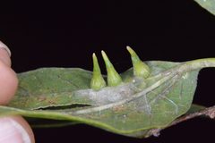 Celticecis subulata by (c) Dan Johnson, some rights reserved (CC BY), uploaded by Dan Johnson. Used under a CC-BY license.