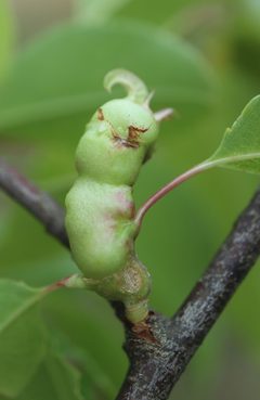 Contarinia cerasiserotinae by (c) Jeff Clark, some rights reserved (CC BY), uploaded by Jeff Clark. Used under a CC-BY license.