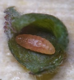 Dasineura gleditchiae by (c) carnifex, some rights reserved (CC BY), uploaded by carnifex. Used under a CC-BY license.
