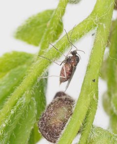 Dasineura gleditchiae by (c) carnifex, some rights reserved (CC BY), uploaded by carnifex. Used under a CC-BY license.