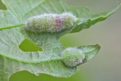 Macrodiplosis niveipila by (c) Bill Keim, some rights reserved (CC BY). Used under a CC-BY license.