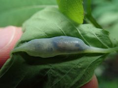 Neolasioptera impatientifolia by (c) Evan M. Raskin, some rights reserved (CC BY), uploaded by Evan M. Raskin. Used under a CC-BY license.