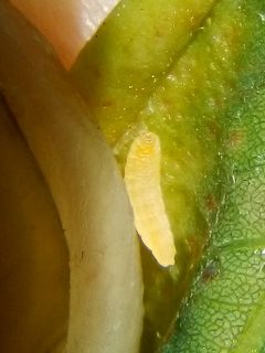Obolodiplosis robiniae by (c) Stephen Thorpe, some rights reserved (CC BY), uploaded by Stephen Thorpe. Used under a CC-BY license.