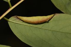 Obolodiplosis robiniae by no rights reserved, uploaded by Stephen James McWilliam. Used under a CC0 license.