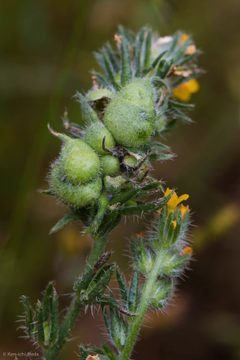 Schizomyia macrofila by (c) Ken-ichi Ueda, some rights reserved (CC BY), uploaded by Ken-ichi Ueda. Used under a CC-BY license.