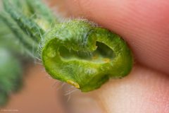 Schizomyia macrofila by (c) Ken-ichi Ueda, some rights reserved (CC BY), uploaded by Ken-ichi Ueda. Used under a CC-BY license.