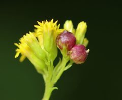 Schizomyia racemicola by (c) Christine Young, some rights reserved (CC BY), uploaded by Christine Young. Used under a CC-BY license.