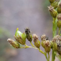 Schizomyia racemicola by (c) Daniel McClosky, some rights reserved (CC BY), uploaded by Daniel McClosky. Used under a CC-BY license.