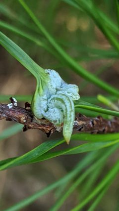 Thecodiplosis brachynteroides by (c) Erin Lalime, some rights reserved (CC BY), uploaded by Erin Lalime. Used under a CC-BY license.