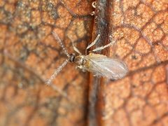 Peromyia by (c) Katja Schulz, some rights reserved (CC BY), uploaded by Katja Schulz. Used under a CC-BY license.