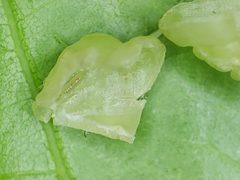 Macrodiplosis qoruca by (c) Andy Deans, some rights reserved (CC BY), uploaded by Andy Deans. Used under a CC-BY license.