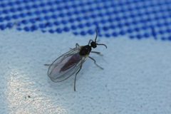 Micromyinae by (c) Even Dankowicz, some rights reserved (CC BY), uploaded by Even Dankowicz. Used under a CC-BY license.