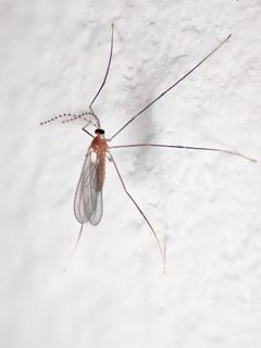 Claspettomyia by (c) Nasser Halaweh, some rights reserved (CC BY), uploaded by Nasser Halaweh. Used under a CC-BY license.