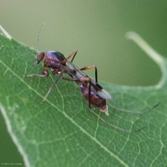 Heteromyia prattii by (c) Ken-ichi Ueda, some rights reserved (CC BY), uploaded by Ken-ichi Ueda. Used under a CC-BY license.