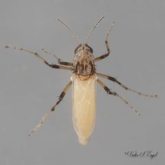 Bezzia nobilis by (c) Victor Engel, some rights reserved (CC BY), uploaded by Victor Engel. Used under a CC-BY license.