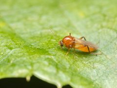 Palpomyia by (c) Zachary Dankowicz, some rights reserved (CC BY), uploaded by Zachary Dankowicz. Used under a CC-BY license.