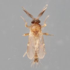 Forcipomyia bipunctata by (c) Victor Engel, some rights reserved (CC BY), uploaded by Victor Engel. Used under a CC-BY license.