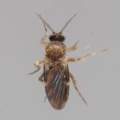 Forcipomyia bipunctata by (c) Victor Engel, some rights reserved (CC BY), uploaded by Victor Engel. Used under a CC-BY license.