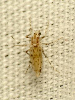 Chaoborus punctipennis by (c) Katja Schulz, some rights reserved (CC BY). Used under a CC-BY license.