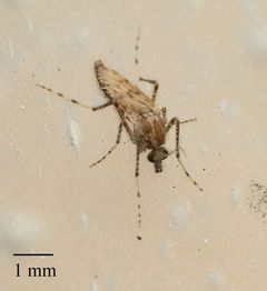 Chaoboridae by no rights reserved, uploaded by Jesse Rorabaugh. Used under a CC0 license.