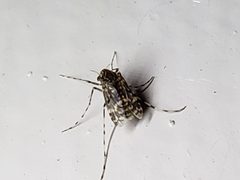 Ablabesmyia annulata by (c) Tyler Bishop, some rights reserved (CC BY), uploaded by Tyler Bishop. Used under a CC-BY license.