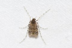 Ablabesmyia annulata by (c) Owen Strickland, some rights reserved (CC BY), uploaded by Owen Strickland. Used under a CC-BY license.