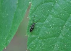 Chasmatonotus bimaculatus by (c) Tyler Ekholm, some rights reserved (CC BY), uploaded by Tyler Ekholm. Used under a CC-BY license.