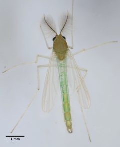 Endochironomus by (c) Don Loarie, some rights reserved (CC BY). Used under a CC-BY license.