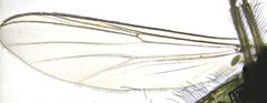Endochironomus by no rights reserved, uploaded by Mike Palmer. Used under a CC0 license.