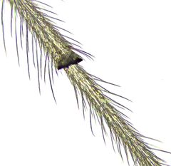 Endochironomus by no rights reserved, uploaded by Mike Palmer. Used under a CC0 license.